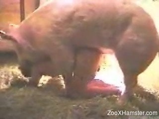 Chippy made love to every single animal around