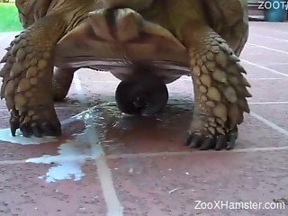 Buddy films his aroused big turtle who ejaculates outdoors
