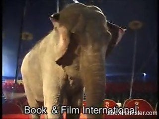 Brave blonde with no fear lies completely naked near elephant