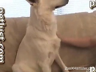 White dog with a nice cock lets this guy suck it