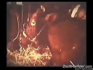 Vintage farm bestiality fisting and dick sucking in the barn