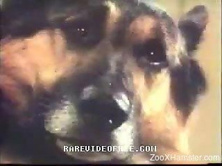 Retro video of horny ladies in threesome with dog