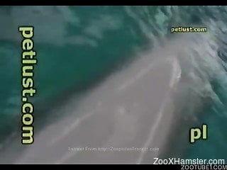 Underwater fetish animal porn with guy fingering a dolphin