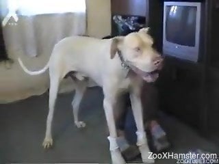 Busty whores shows naked on cam when having sex with a dog