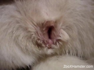 Closeup with dog's vagina being prepared for zoo penetration