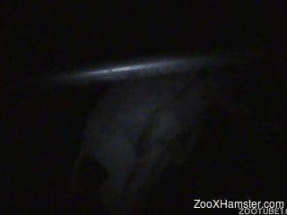 Late night horse porn on cam with a naked man humping