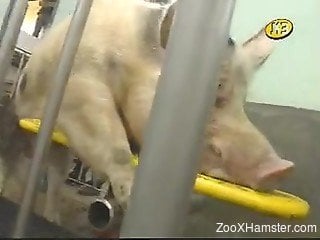 Dude in surgical gloves ionately jerking off a kinky pig