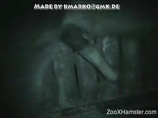 Horny dude blows a beautiful stallion in the barn