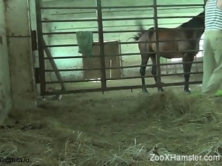 Black stallion gets a great blowjob from an amateur