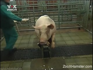 Man craves for sex with these two pigs