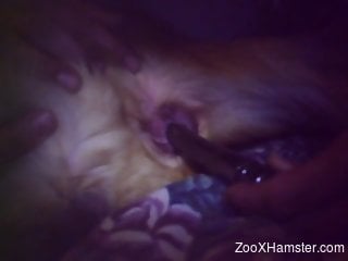 Dog fucked hard by owner in late night XXX scenes
