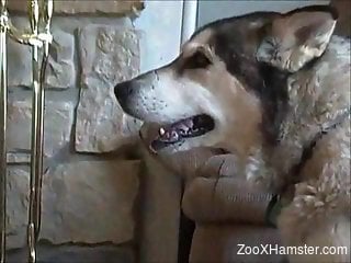 Naked man jerks off with his dog around
