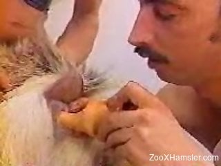 Horny gay man licks the goat and fucks it