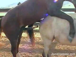 Stallion rams its dick deep in this mare's pussy