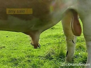 Take a look at bull's big balls and massive cock