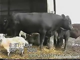 Farm animals are filmed all together on a camera