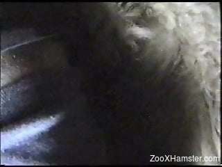 Furious farmer fucking a sheep's leaking cunt