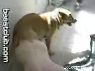 Hard gay anal fucking with a really ionate dog
