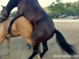 Brown horse dominating a tight pussy from behind