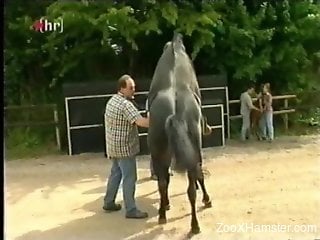 Two horny horses enjoying a quickie outdoors