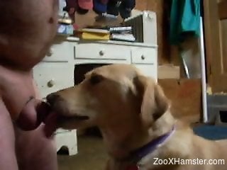 Cock ring dude gets a blowjob from a sexy pooch