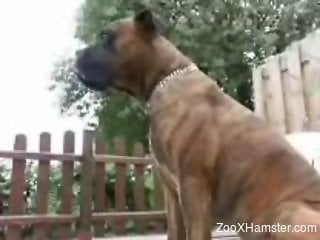BDSM gear hottie getting tongued by a kinky dog