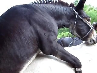 Black horse fucking a tight white mare from behind