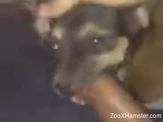 Big-dicked dude ruthlessly throat-fucking his kinky dog