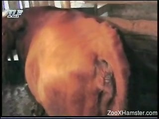 Brown mare with a sexy pussy gets destroyed on cam