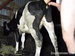 Eager dude fucking a very sexy cow from behind