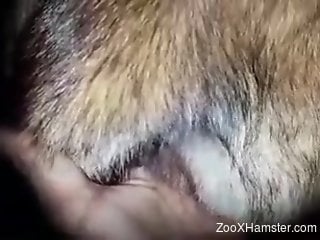 Man fucks furry animal after dirty oral stimulation