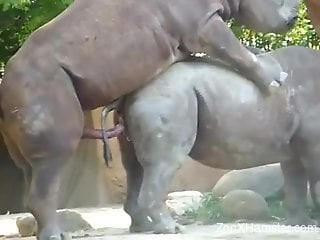 Rhino fuck scene featuring two beautiful animals