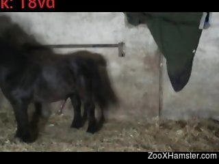 Assless chaps zoophile gets fucked by a horny pony
