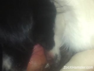 Hairy cock dude enjoys deepthroating in a porno vid