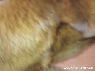 Dude's cock pleasured happily by a very sexy dog
