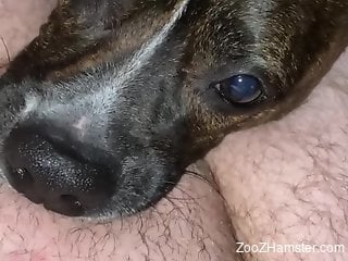 Hairy cock dude makes this puppy choke on his cock