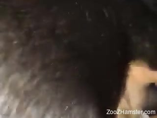 Hot animal fooling around with a dirty ass zoophile