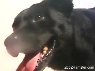 Hot lady with a wet hole enjoying twisted zoo sex