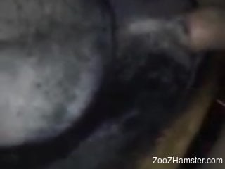 Dude places his nice penis in a dog's delicious pussy