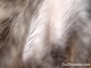 Good-looking dog pussy getting screwed deeply