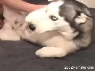 Dog getting fingered by a seasoned zoophile dude