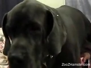 Redheaded babe is going to worship two dog dicks