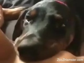 Dog licks owner's wet pussy in very sloppy manners
