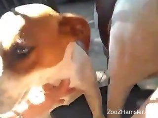 Sexy doggo performing oral after his fucks a pig