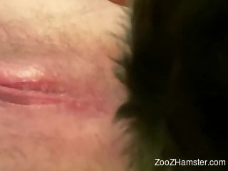 Pink pussy of a zoophile gets licked real nice