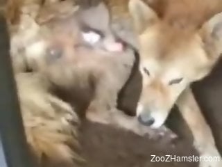 Dog is ready to suck its own dick for the camera