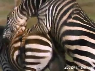 Compilation of animal on animal sex shot outside