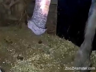 Aroused zoo porn lover craves horse's monster dick