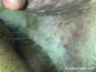 Hot zoophilic action with a tight butthole in POV
