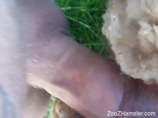 Sheep fucking looks great and he is so horny too